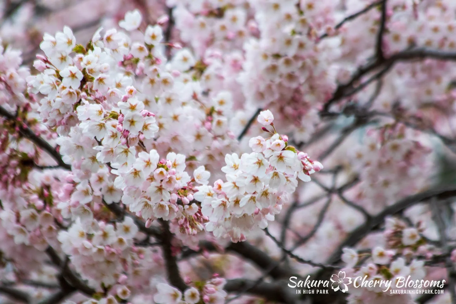 Sakura Watch April 20, 2024 - Full bloom has started, with trees